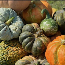 pumpkins-14
